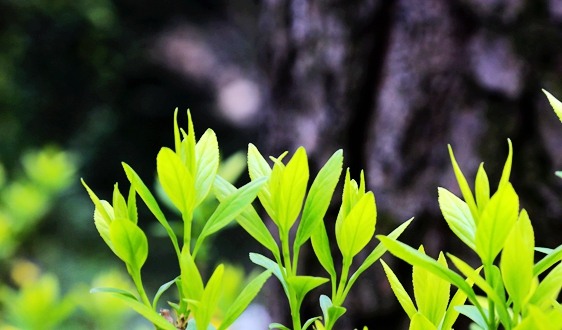中国农业机械流通协会参展团成功亮相韩国国际农机展