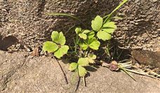 全国城市工业品贸易中心联合会关于《煤矿井下用不锈钢加强双筋螺旋焊管》等三项团体标准立项通知